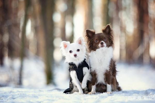 知恩图报指什么生肖 知恩图报指什么生肖