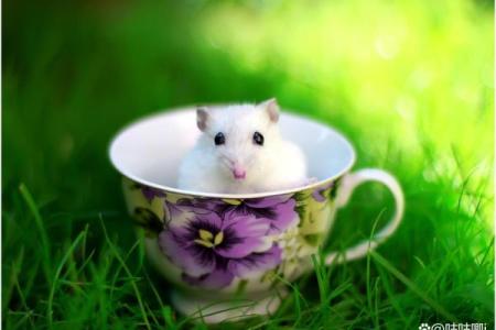 白头少年是什么生肖