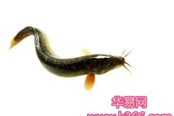 做梦梦到吃鱼是什么意思 做梦梦到吃鱼是什么意思