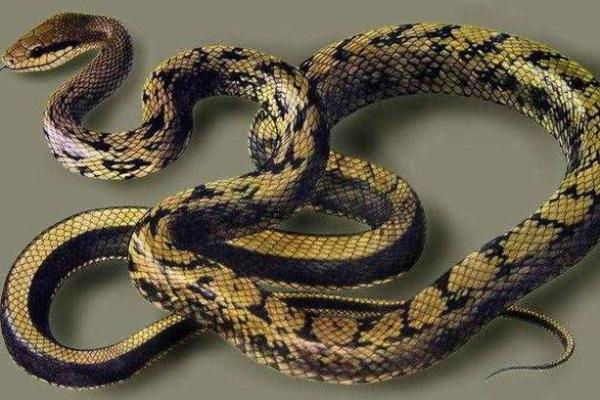 梦见吃蛇是什么预兆男性