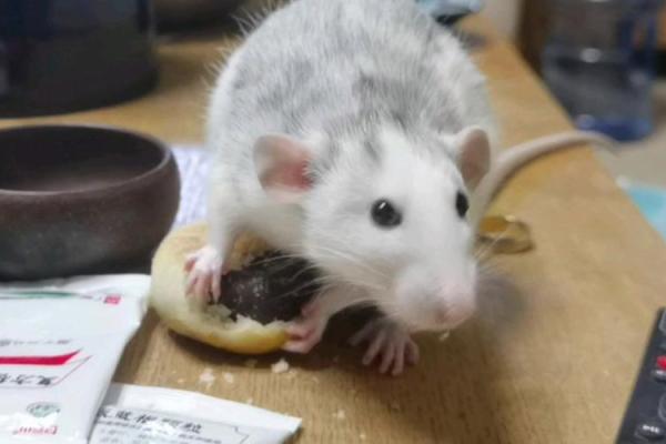 明目张胆打一动物 明目张胆打一动物