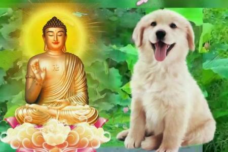 46年属狗的寿命有多大_46年属狗女的寿命多长