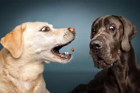 女人梦见狗往身上扑