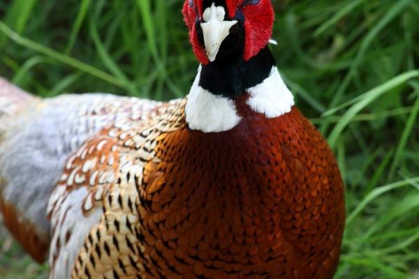 属狗和属鸡的婚姻如何_属狗的和属鸡的婚姻