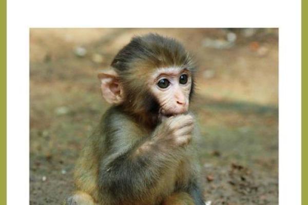 伶牙俐齿指的是什么生肖