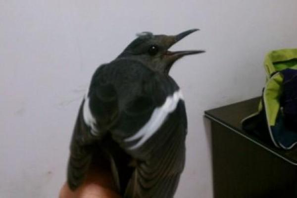 白云朵朵鸟飞来是什么生肖