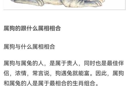 属狗和属鸡的婚姻如何_属狗的和属鸡的婚姻