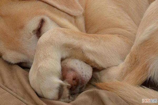 梦见大狗很吓人但没咬我