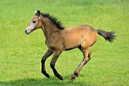 1966年属马人运势_1966年属马的运势怎么样