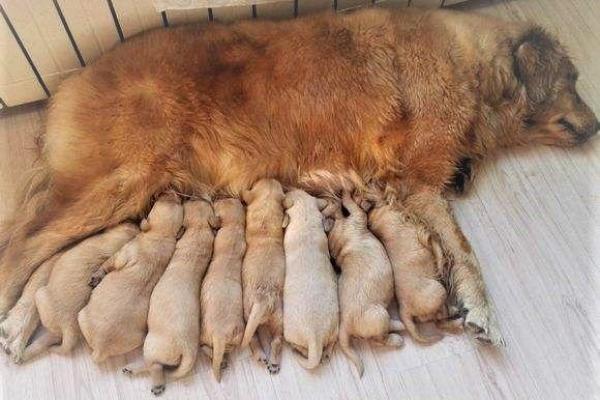 梦见狗生一窝小狗是什么预兆 梦见狗生一窝小狗是什么预兆