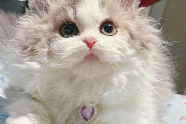 女人梦到猫暗示什么