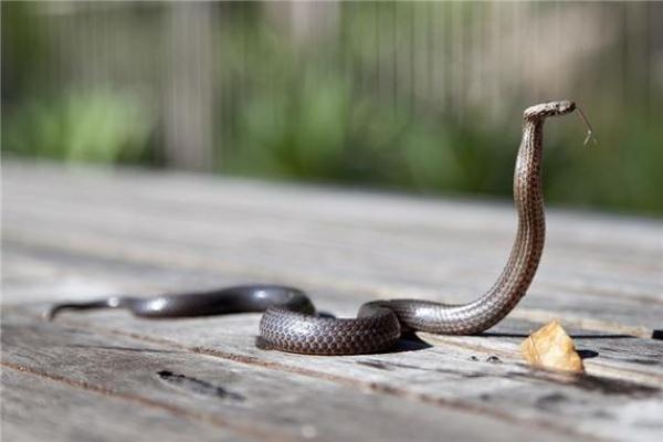 梦见被蛇追着咬是什么意思 周公解梦