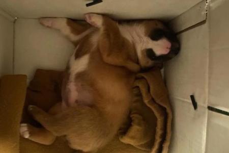 梦见捡到一只小狗