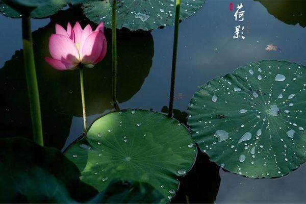 落地生根代表什么生肖