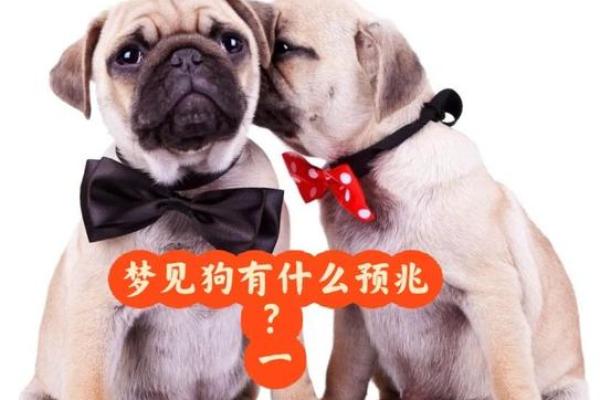 梦见一群狗是什么意思 梦见一群狗是什么意思