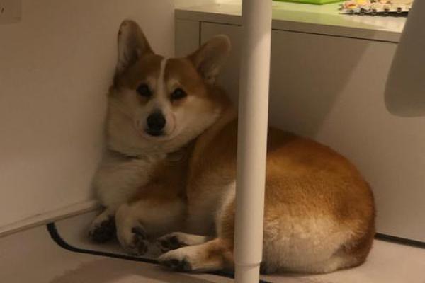 泫然流涕打一准确生肖(泫然流涕打一准确生肖是牛吗落实)