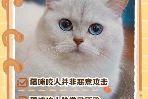 做梦梦到被猫咬了寓意是什么 做梦梦到被猫咬了寓意是什么