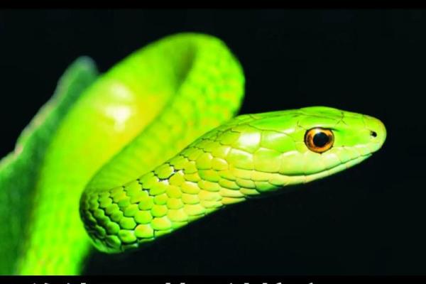 女人梦见被蛇咬出血预示着什么 女人梦见被蛇咬出血预示着什么