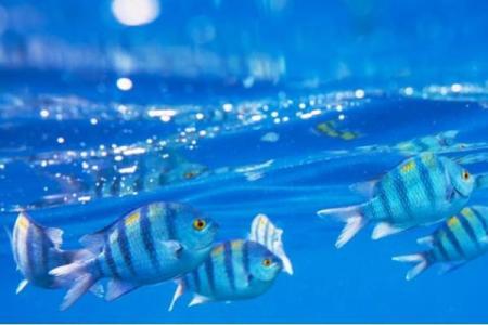 已婚女人梦见和别人一起吃鱼