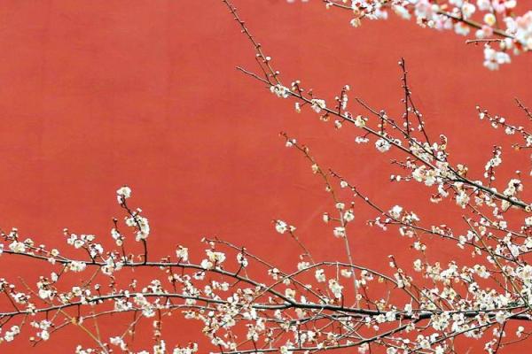 红色梅花三六九代表什么生肖 红色梅花三六九代表什么生肖