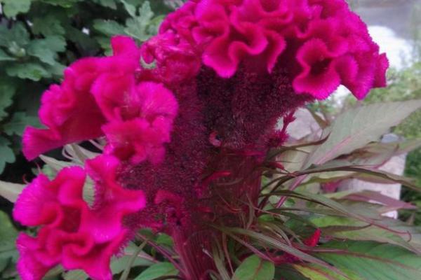 攀高枝儿是什么生肖 攀高枝儿是什么生肖