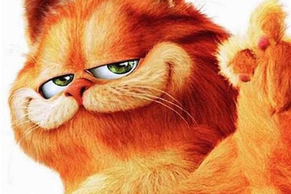 梦见猫攻击我 梦见猫攻击我