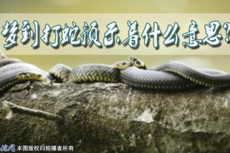 梦见打蛇是什么意思 周公解梦
