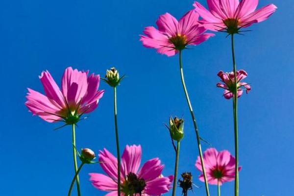 一春一秋不开花是什么生肖 一春一秋不开花是什么生肖