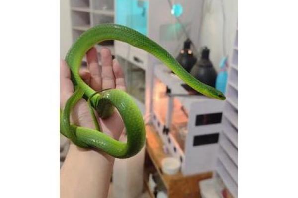 梦见很多小蛇是什么预兆 女性 梦见很多小蛇是什么预兆 女性