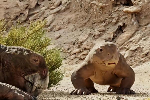 南北通商是什么动物 南北通商是什么动物