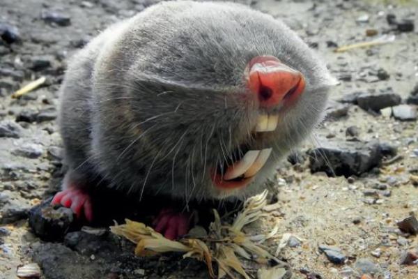 南北通商是什么动物 南北通商是什么动物