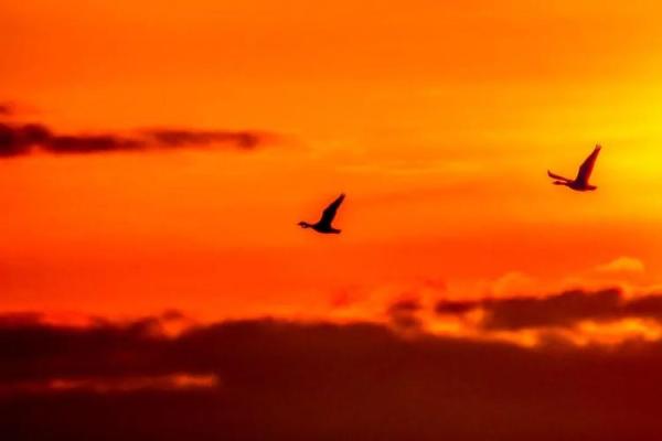 阳光照耀大地暖是什么生肖(阳光 照耀大地)