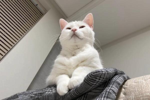 梦见白色的猫 梦见白色的猫