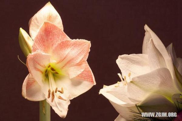 女人梦见死去的人给钱好不好 女人梦见死去的人给钱好不好