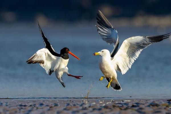 剑拔弩张是什么生肖(剑拔弩张指什么动物)