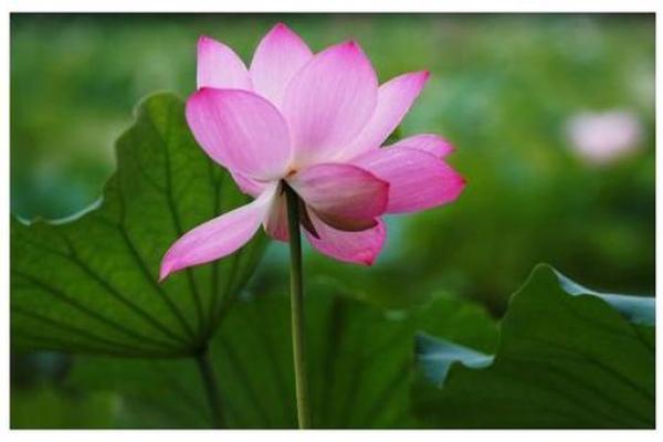 躲在角落不见人指什么生肖