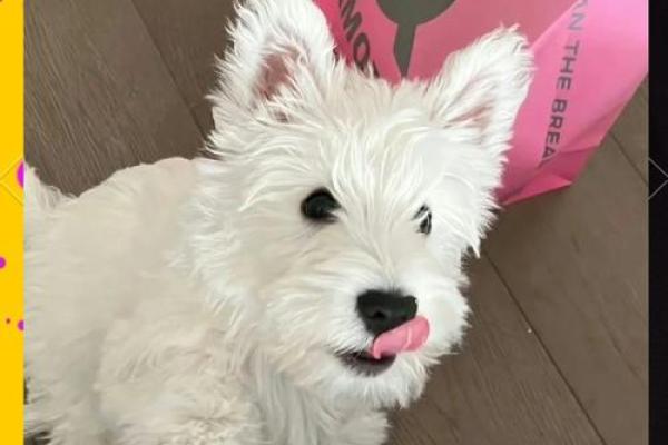 梦见被狗咬手 梦见被狗咬手