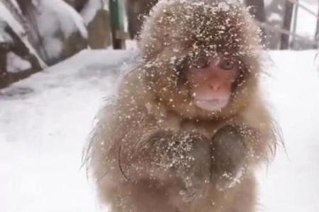 大雪纷飞是什么生肖动物(大雪纷飞的意思是什么生肖)