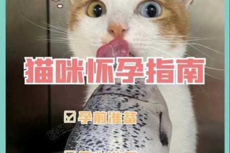 孕妇梦见猫一定生女儿