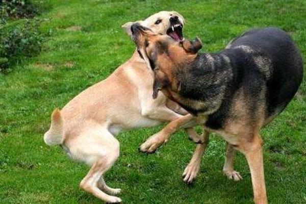 妈妈梦见狗咬女儿什么预兆