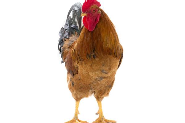 鸡犬不宁是什么生肖