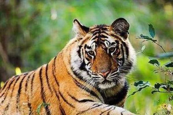 铁石心肠是指什么生肖 铁石心肠是指什么生肖