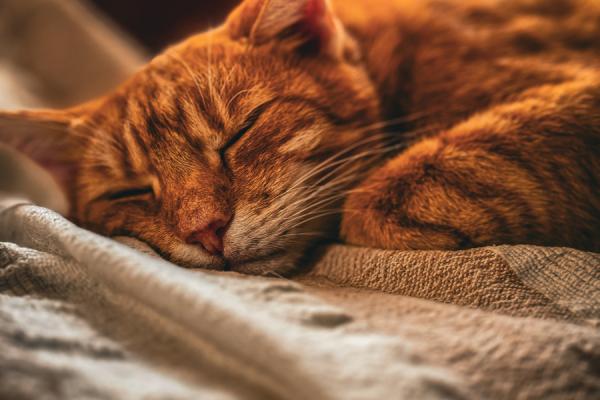 做梦梦到猫咬我是什么征兆 做梦梦到猫咬我是什么征兆