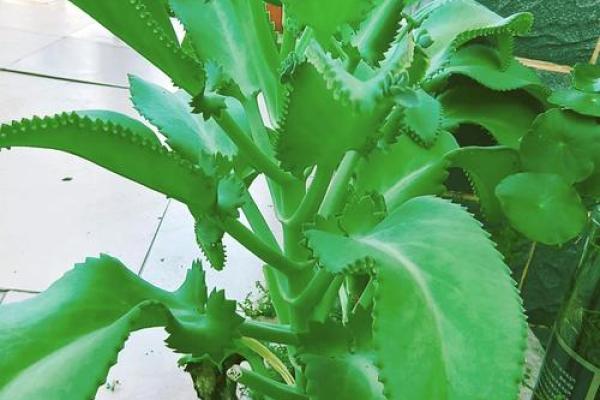 落地生根是什么生肖