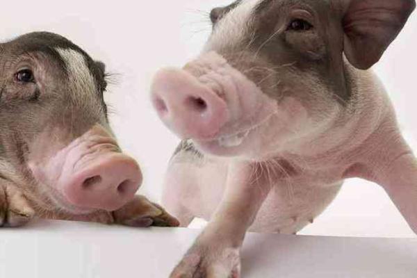 女人梦见小猪仔 发财 女人梦见小猪仔 发财