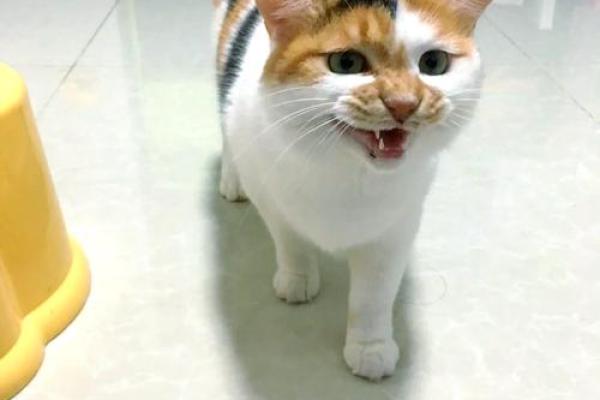 梦见会说话的猫 梦见会说话的猫