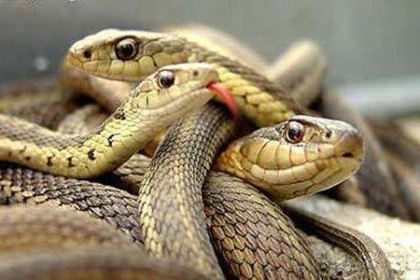 梦到两条蛇预示着什么 梦到两条蛇预示着什么