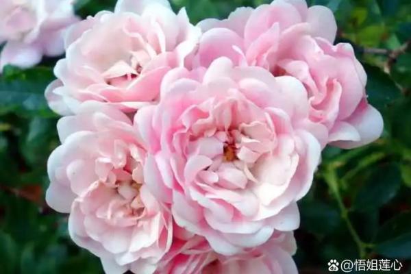 动土需要什么讲究