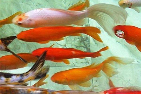 梦到死鱼是什么征兆 女性 梦到死鱼是什么征兆 女性