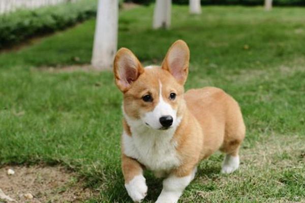 胸怀宽阔是什么生肖